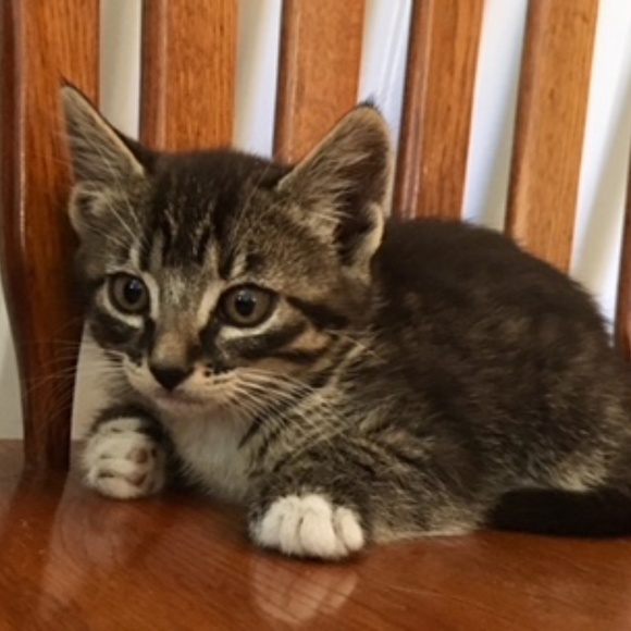 Meet your Posher, Willow - Picture 1 of 1